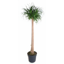 Beaucarnea XXL - 200cm (14129)