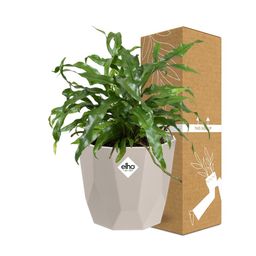 Microsorum Diversifolium in ELHO b.for rock 14 cm warm grey (21777)