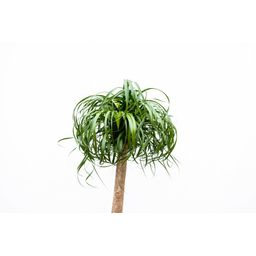 Beaucarnea XXL - 200cm (14129)