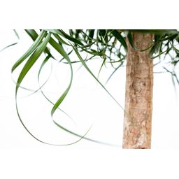 Beaucarnea XXL - 200cm (14129)