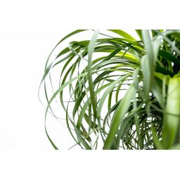 Beaucarnea XXL - 200cm (14129)