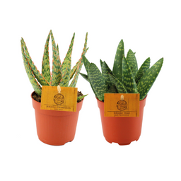 Aloe Duo - 2 stuks (30351)