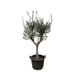 Olea Europaea Cultivo - 230cm- Ø45 (8721055693857)