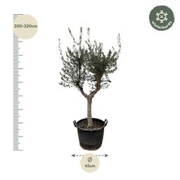 Olea Europaea Cultivo - 230cm- Ø45 (8721055693857)