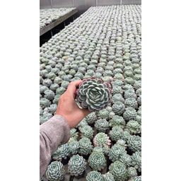 Echeveria Elegans (24806)