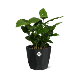 Coffea Arabica in 14cm b.for rock living black (21654)