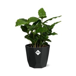 Coffea Arabica in 14cm b.for rock living black (21654)