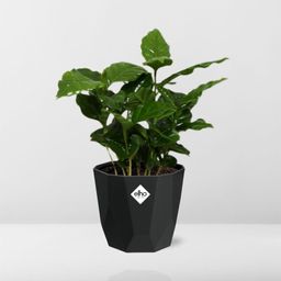 Coffea Arabica in 14cm b.for rock living black (21654)