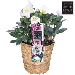 Helleborus Niger 'Christmas Carol' P17 (Seagrass Basket) (24762)