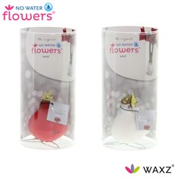 No Water Flowers Waxz Kolibri Mix in Koker - 2 stuks - Ø7 cm (27005)