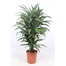 Dracaena Warneckei - 100 cm - ø27 (8721055692751)