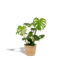 Monstera Deliciosa - ↨80cm - Ø21cm + Mand Selin (8720634289597)