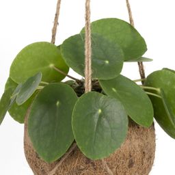 Kokodama Pilea Peperomiodes (8720634287623)