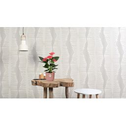 Anthurium Sweet Dream In Transparant Sleeve (28828)