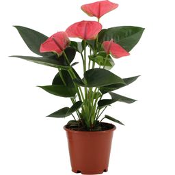 Anthurium Sweet Dream In Transparant Sleeve (28828)