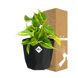 Philodendron Scandens ‘Brasil’ in 14cm b.for rock living black (21649)