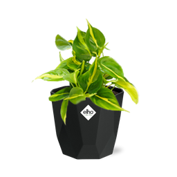 Philodendron Scandens ‘Brasil’ in 14cm b.for rock living black (21649)