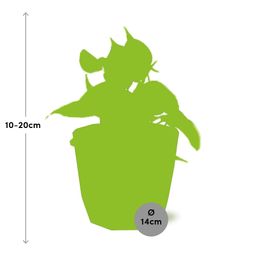 Philodendron Scandens ‘Brasil’ in 14cm b.for rock living black (21649)