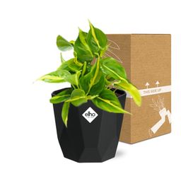 Philodendron Scandens ‘Brasil’ in 14cm b.for rock living black (21649)