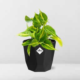 Philodendron Scandens ‘Brasil’ in 14cm b.for rock living black (21649)