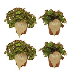 2x Begonia Rex Rondeau + 2x Begonia Rex Samba - 4 stuks (23457)