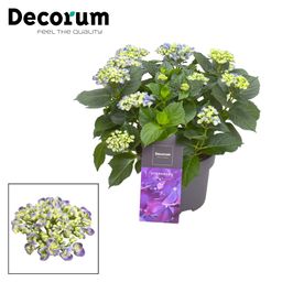 Hydrangea Curly Wurly Blauw 9-15 Kop (Decorum) (22333)