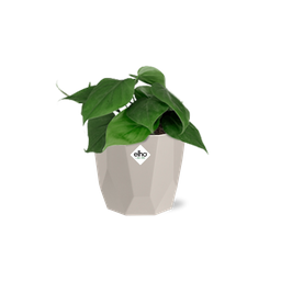 Philodendron Scandens in ELHO b.for rock 14 cm warm grey (21612)