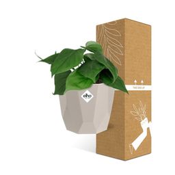 Philodendron Scandens in ELHO b.for rock 14 cm warm grey (21612)