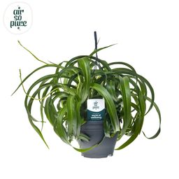 Chlorophytum Com' Green Bonnie' Air So Pure® (29010)