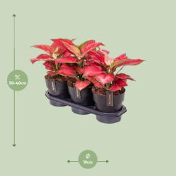 Aglaonema Red Joy (25181)