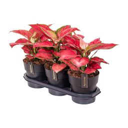 Aglaonema Red Joy (25181)