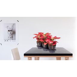 Aglaonema Red Joy (25181)