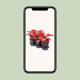 Aglaonema Red Joy (25181)