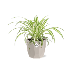 Chlorophytum Comosum Variegatum in ELHO b.for rock 14 cm warm grey (21630)