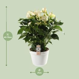 Anthurium White Champion 21cm (22593)
