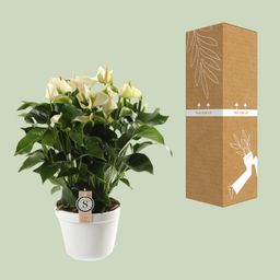 Anthurium White Champion 21cm (22593)