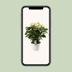 Anthurium White Champion 21cm (22593)