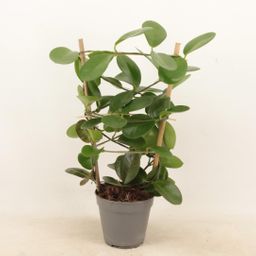 Hoya Rek P12 (25282)