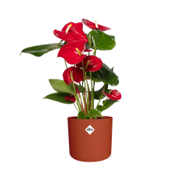 Anthurium Red 12cm in ELHO b.for soft rond 14cm brique (21486)