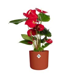 Anthurium Red 12cm in ELHO b.for soft rond 14cm brique (21486)
