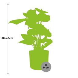 Anthurium Red 12cm in ELHO b.for soft rond 14cm brique (21486)