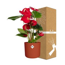 Anthurium Red 12cm in ELHO b.for soft rond 14cm brique (21486)