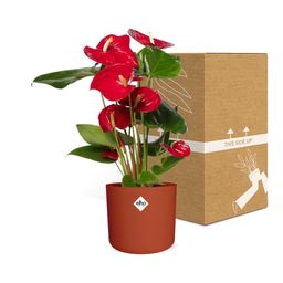 Anthurium Red 12cm in ELHO b.for soft rond 14cm brique (21486)