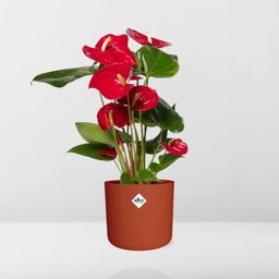 Anthurium Red 12cm in ELHO b.for soft rond 14cm brique (21486)