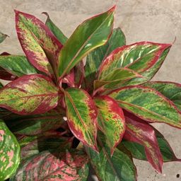 Aglaonema Crete (22423)