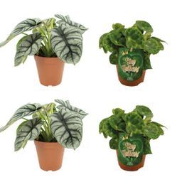 2x Alocasia Silver Dragon + 2x Begonia Kingiana - 4 stuks (23440)