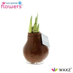 No Water Flowers Waxz® Metallic Copper (22916)