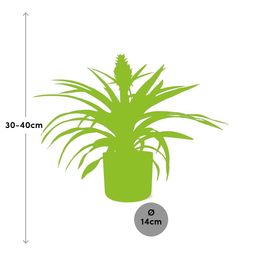 Ananas Mi Amigo 12 Cm Pot in ELHO b.for soft rond 14cm brique (21472)