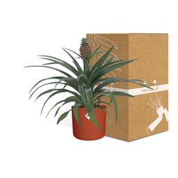Ananas Mi Amigo 12 Cm Pot in ELHO b.for soft rond 14cm brique (21472)