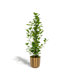 Ficus microcarpa Moclame - Pot Mayk Gold (8720634289788)